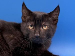 Scamp, Baby Male Domestic Short Hair