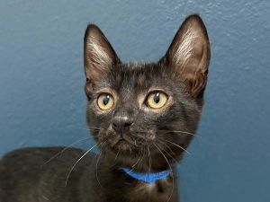 Rabble, Baby Male Domestic Short Hair
