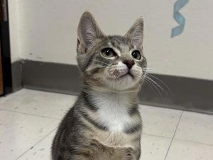 Tom, Baby Male Domestic Short Hair