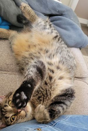 Zada, Young Female Manx