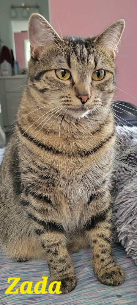 Zada