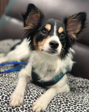 Sharpie, Adult Male Papillon
