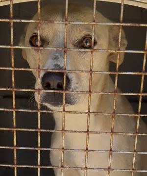 Dant-A156685, Young Male Chihuahua