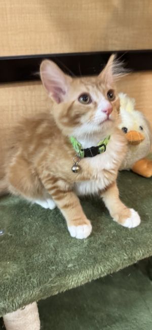 Zander, Young Male Domestic Medium Hair