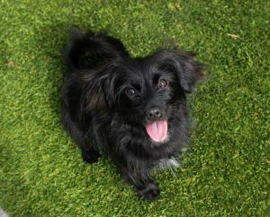 Mila is about 14 pounds and 9 months old This girl is all about play She is highly toy motivated
