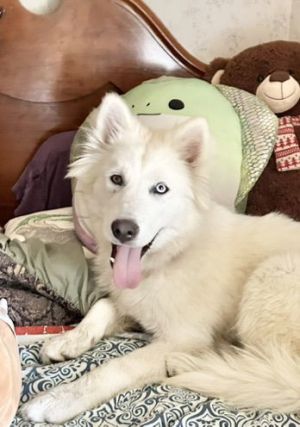 Hey peoples Look at my floofy Look at it I am a fluffy puppy looking for the doorway to your