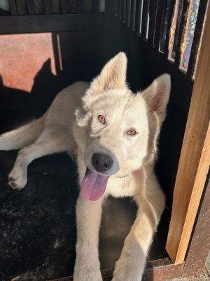 Hello my friends Im Giovanni- the outgoing playful puppy youve been looking for I have it all 