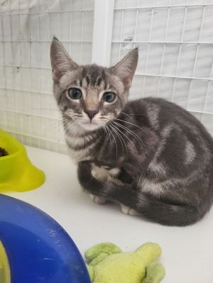 Remington (Remi), Young Male Domestic Short Hair