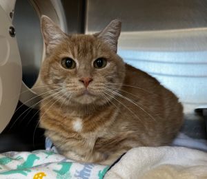 Tortilla, Adult Female Domestic Short Hair