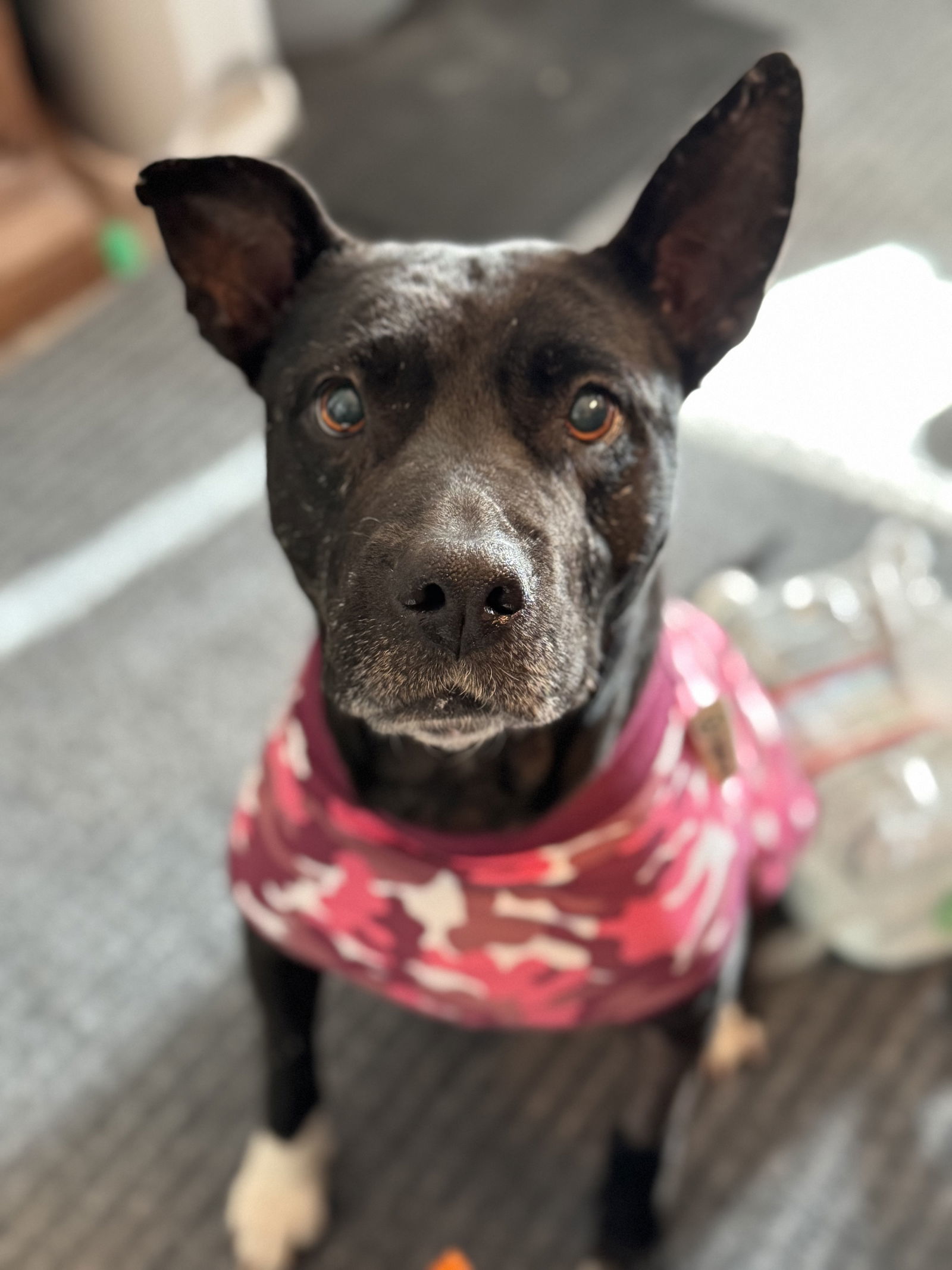 MAYA #5