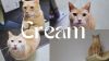 Cream photo 1