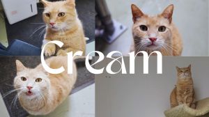 Cream, Young Male Domestic Short Hair
