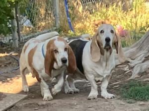 Beau / Lucy, Adult Male Basset Hound