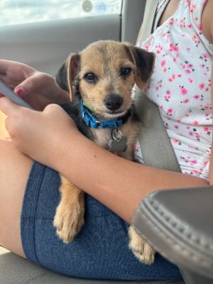 Dillinger, Baby Male Mixed Breed