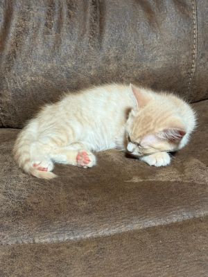 Milo Domestic Medium Hair Cat