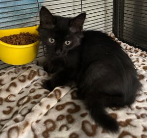 I am very cute and sweet Please give me a forever homeAll adopters must be  21 years old live