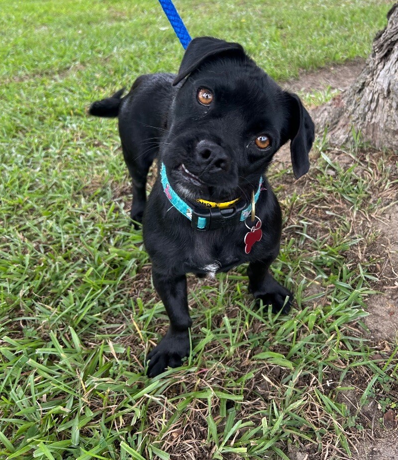 Penelope