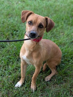 Browny, Adult Female Terrier