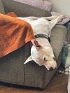 Diesel photo 4