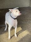 Diesel photo 6