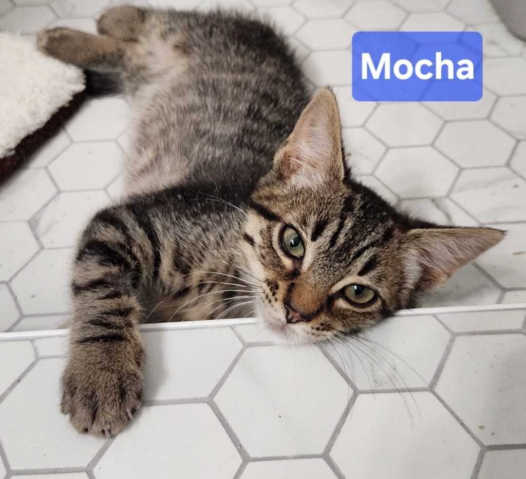 Mocha