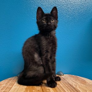 Francine, Young Female Domestic Short Hair
