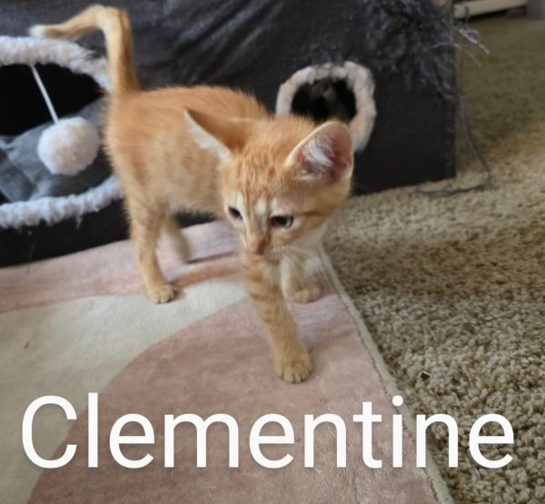 Clementine