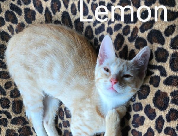 Lemon