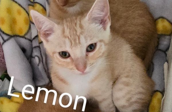 Lemon thumbnail 2