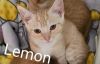 Lemon photo 3
