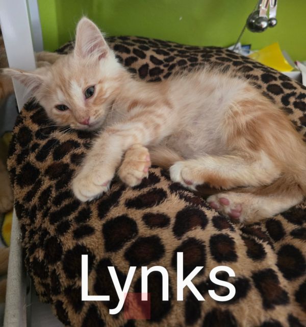 Links
