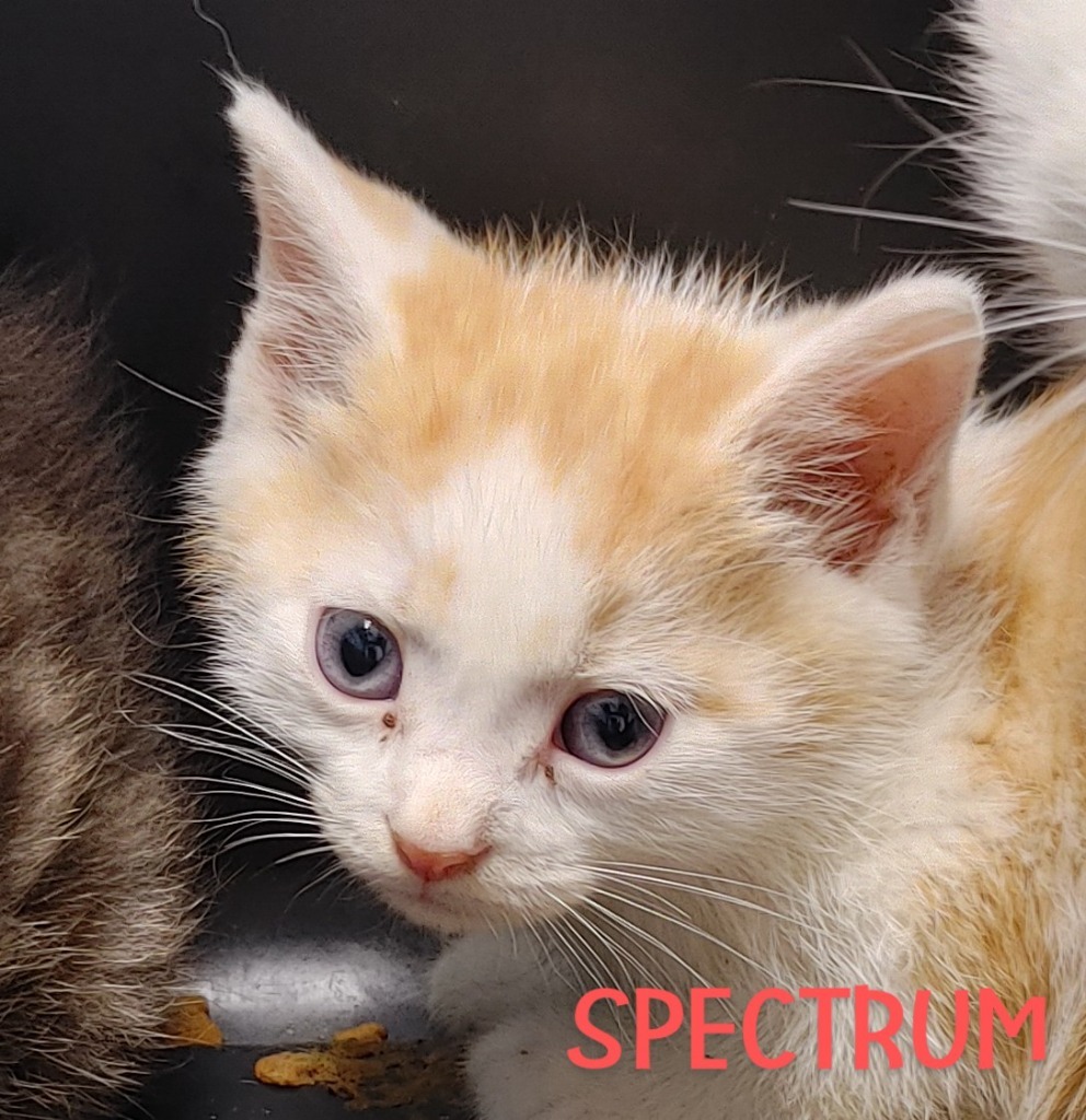 Spectrum (charleston)
