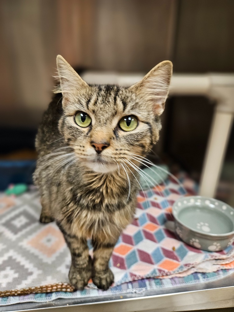 Veronica (spring city)