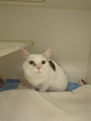 Direct (charleston), Adult Female Domestic Medium Hair