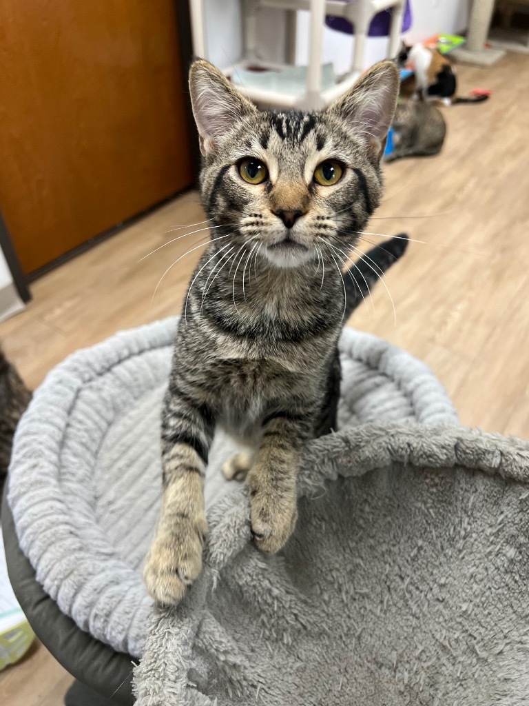 Tom, an adoptable Domestic Short Hair in Corpus Christi, TX, 78414 | Photo Image 1
