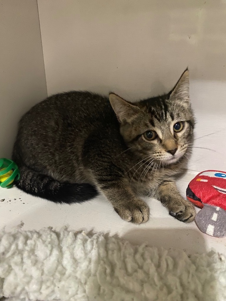 Tom, an adoptable Domestic Short Hair in Corpus Christi, TX, 78414 | Photo Image 2