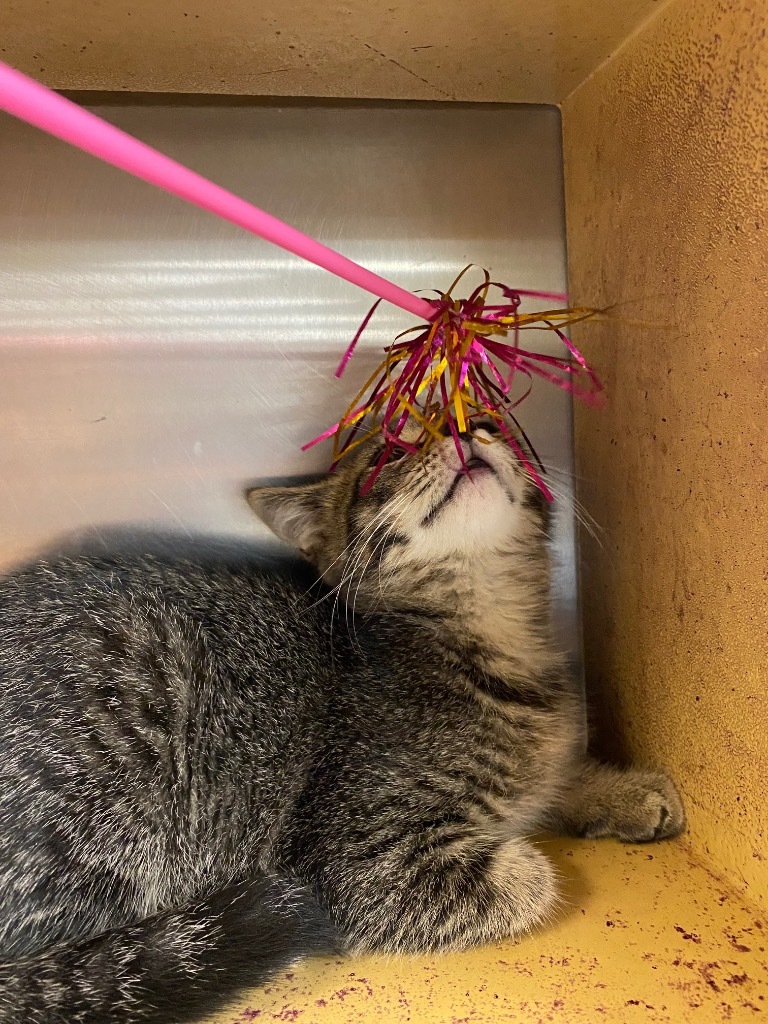 Tom, an adoptable Domestic Short Hair in Corpus Christi, TX, 78414 | Photo Image 3