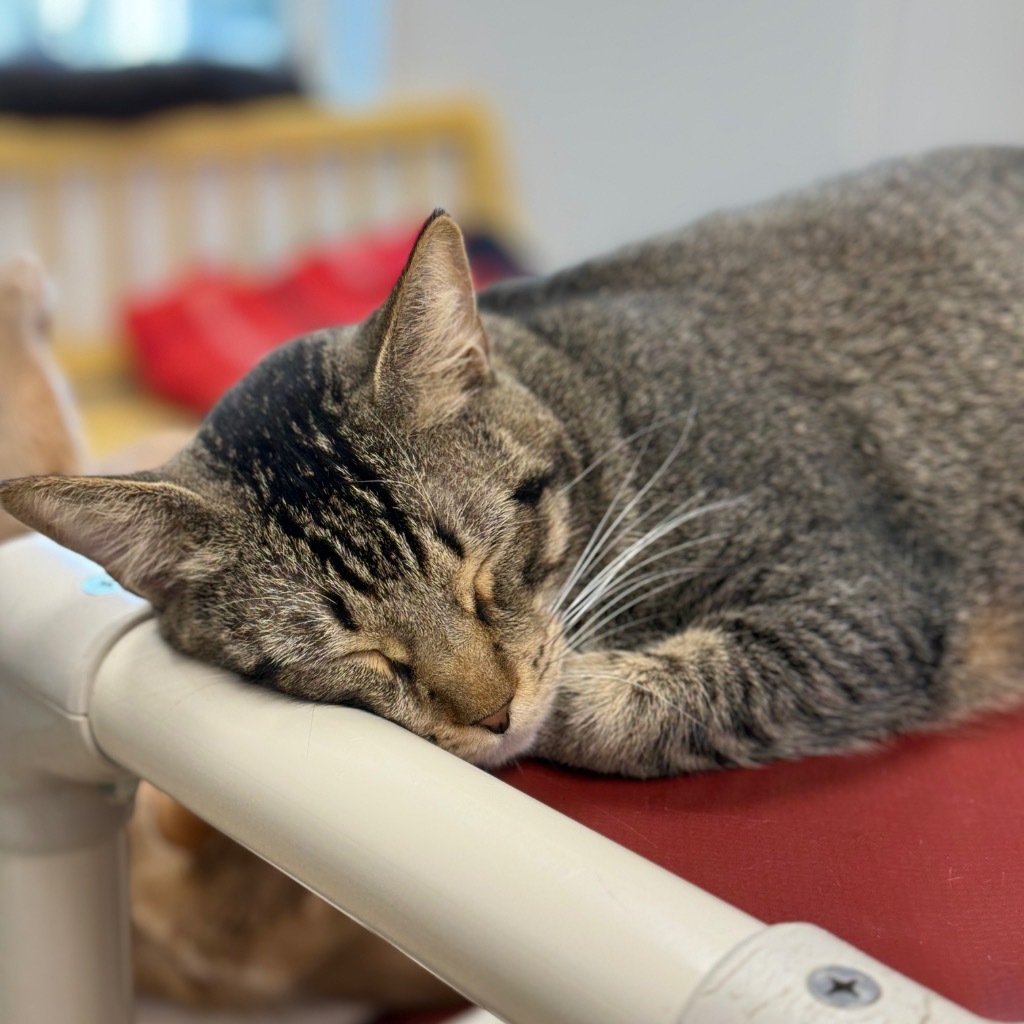 Tom, an adoptable Domestic Short Hair in Corpus Christi, TX, 78414 | Photo Image 4