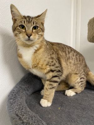 Molly, Young Female Domestic Short Hair