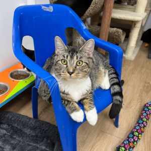 Smore, Young Female Domestic Short Hair