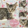 Smore photo 2