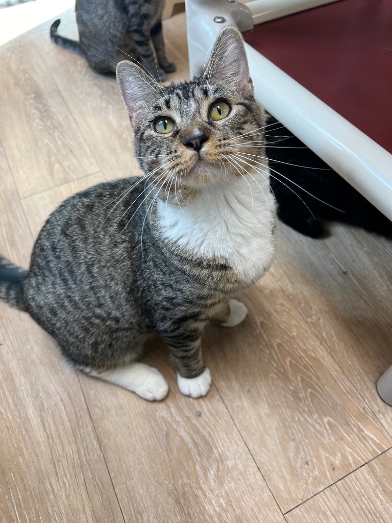 Smore, an adoptable Domestic Short Hair in Corpus Christi, TX, 78414 | Photo Image 3