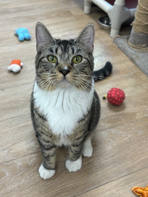 Smore, an adoptable Domestic Short Hair in Corpus Christi, TX, 78414 | Photo Image 4