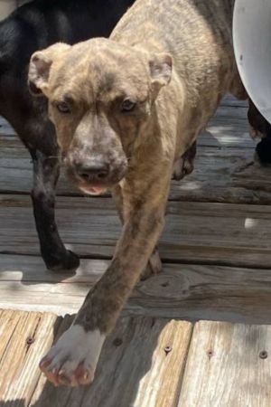 Tiger, Baby Male Mixed Breed