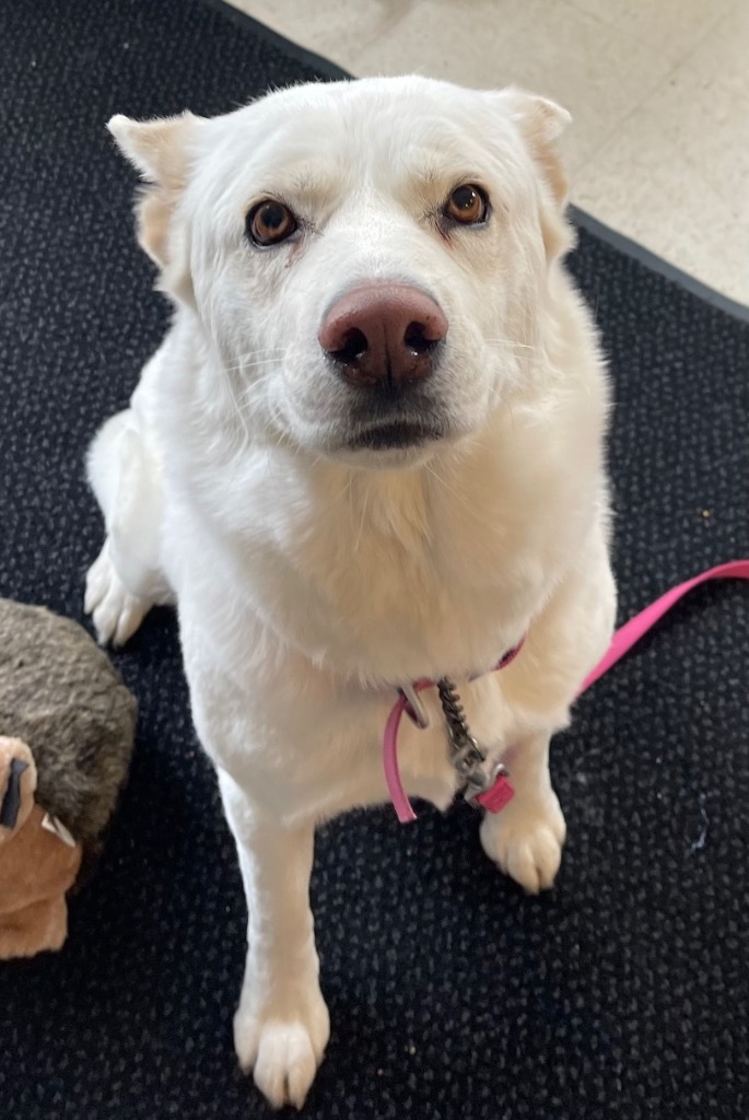 Bella, an adoptable Husky in Green River, WY, 82935 | Photo Image 2
