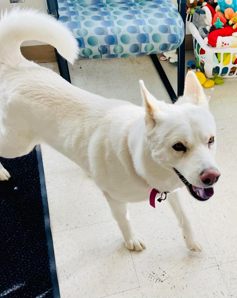 Bella, an adoptable Husky in Green River, WY, 82935 | Photo Image 3