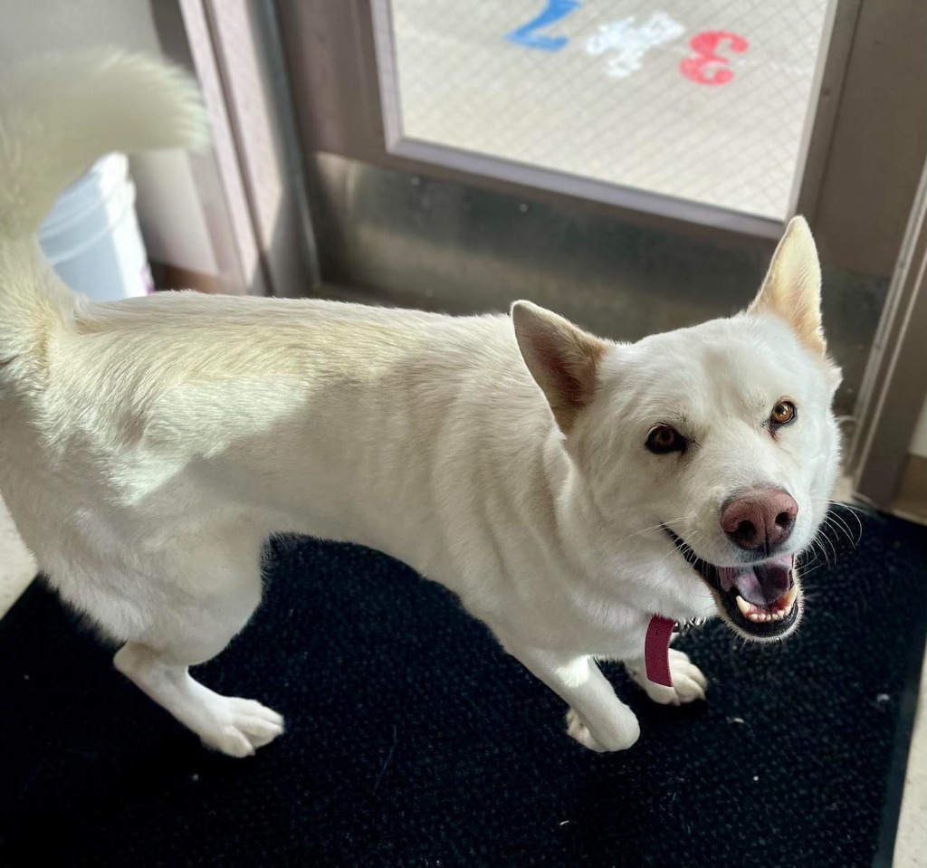 Bella, an adoptable Husky in Green River, WY, 82935 | Photo Image 4