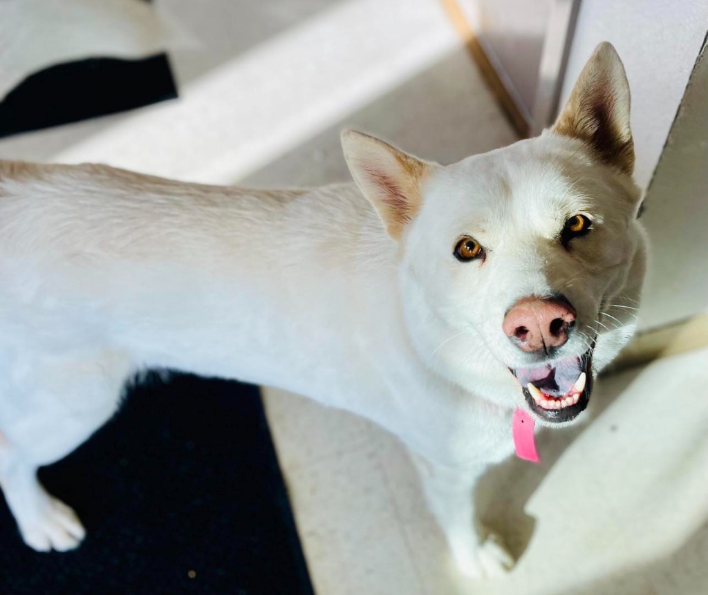 Bella, an adoptable Husky in Green River, WY, 82935 | Photo Image 5