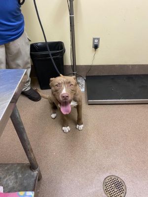 Mur, Adult Male Mixed Breed