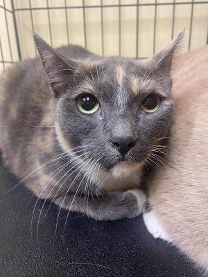 Mercy, Adult Female Domestic Short Hair